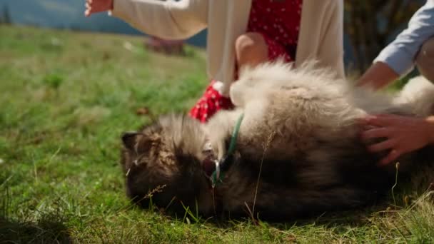 Closeup Cute Dog Enjoying People Caress Lying Green Grass Summer — Stock Video