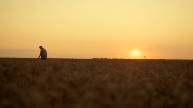 Çiftçi silueti ekin tarlasında çivi kontrolü yapıyor. Tarım işadamı, altın gün batımında kırsal alanda hasat etmeden önce ekilmiş buğday tanelerini kontrol ediyor. Tarım endüstrisi kavramı