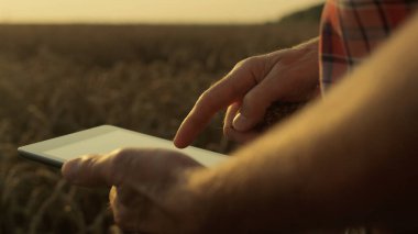 Closeup hands holding tablet in sunlight. Farmer examine wheat spikelets quality on harvesting field. Unknown businessman agronomist touching digital pad screen. Agrarian engineer checking cereal crop