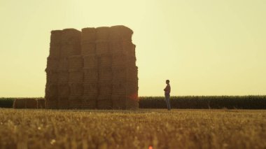 Man resting stack field after harvesting. Farmer silhouette looking hay piles. Unrecognized businessman agrarian inspecting dry square hay bales on livestock farm. Autumn farming ranching concept.