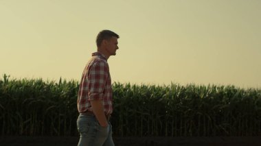 Farmer walking corn farmland in morning sunlight. Thoughtful man inspecting green crop field at sunset. Agribusiness owner checking cultivated plantation at countryside. Agriculture manager concept.