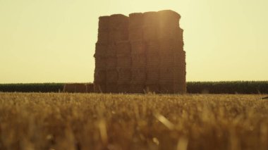 Farmer walking on dry straw wheat field with haystacks checking harvesting results sunny day. Farm owner inspecting organic cereal farmland on golden sunset. Professional agronomist job concept.