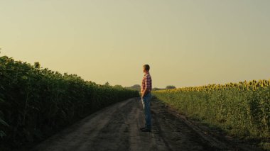 Farmer watching sunflower field in evening sunlight. Agrarian rest country road inspect cultivated monoculture harvest. Successful agronomist enjoy crop. Dreamy man breathe in floral countryside odors