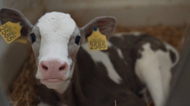 Adorable small calf relaxing on straw agricultural cowshed close up. Newborn pretty cow with marked ears lying on hay modern cattle stall. Cute white-and-brown animal looking camera with interest.