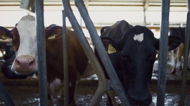 Çiftlik arazisindeki ahır çiftliğinde kameraya bakan iki inek. İşaretli kulakları olan sağlıklı sığır sürüsü tarım çiftliğinde saman yiyor. Modern ahırda yaşayan evcil hayvanlar. Tarım sektörü kavramı