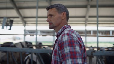 Serious barn worker walking cowshed inspecting production process close up. Agricultural business owner checking feeding cows analysing cattle health on technological farm. Farmer caring livestock.