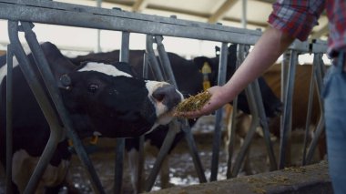 Man farmer giving fresh hay to black white cow standing barn stall close up. Unknown farm employee feeding cattle herd from hands in farmland. Agronomist caring domestic animals in modern cowshed.