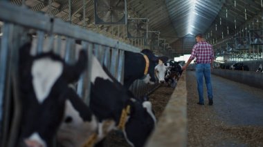 Agronomist checking cows barn walking between stall rows inspecting health condition on farm. Farmer caring cattle herd feeding fresh hay in livestock facility. Organic husbandry production concept.
