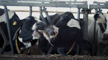 Ahırdan yiyecek alan iki inek ahırda dikiliyor. Modern ahırda saman yiyen siyah beyaz hayvanlar birbirlerini yalıyor. Çiftlikte yaşayan sığır sürüsü. Husbancy konsepti.