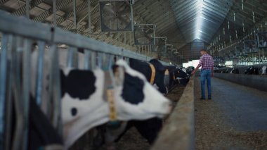 Modern ahır ahırında yürüyen tarım uzmanı inek besleme sürecini kontrol ediyor. Profesyonel çiftçi kırsal alandaki sığır sağlığını inceliyor. Tarım işletmesi sahibi tarım çiftliğindeki çiftlik hayvanlarını izliyor.