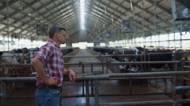 Farm employee controlling dairy production in cowshed looking livestock herd. Focused man entrepreneur inspecting farm checking cows feeding in modern barn. Agricultural ecological business concept