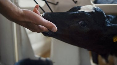 Küçük siyah beyaz buzağı çiğneyen inek çiftliği işçi eli. Yaklaş. Sığır bebek ahırda tarımcı parmakları yalıyor. Meçhul tarım uzmanı çiftlikte küçük ineği besliyor.. 