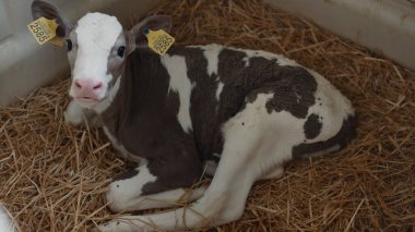 Modern teknoloji veteriner tesisinde küçük beyaz ve kahverengi buzağı samanlıkta yatıyor. İşaretli kulakları olan şirin bir inek yeni doğmuş sığırlar için ahırda dinleniyor. Evcil hayvan konseptini önemsemek.