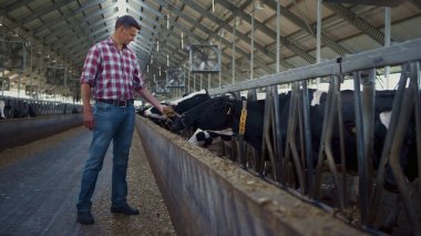 Agronomist feeding cows from hand standing near feedlot cowshed. Professional farmer giving fresh hay to cattle herd. Man entrepreneur caring livestock in barn. Agricultural business concept.