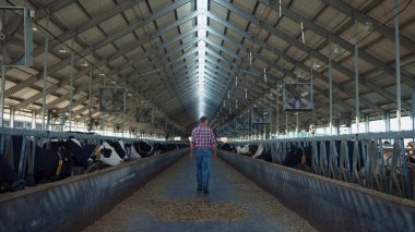 Farmland employee walking cowshed rows watching eating cows. Back view of agribusiness owner inspecting work process organic farm with livestock herd. Modern automatic agro industry concept.