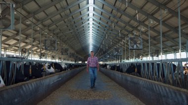 Farm owner walking barn checking milk production stage on modern cowshed. Focused agronomic expert caring cattle animals looking cows feeding. Agricultural ecological entrepreneurship concept.