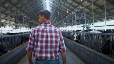 Farm entrepreneur checking cows walking between rows modern technological barn close up. Man agro specialist caring cattle herd on industrial agronomical manufacture. Agricultural production concept.