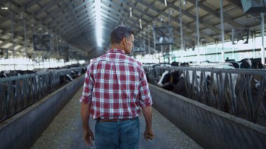 Farming specialist analysing dairy farm production process walking in modern cowshed. Agronomic worker checking cattle herd health looking on livestock stall. Producing ecological milk product concept