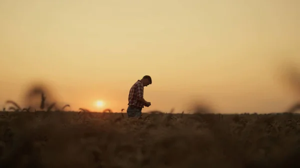 Silhouette Business Owner Agronomist Inspecting Golden Wheat Grain Harvest Sunset — Stock Photo, Image