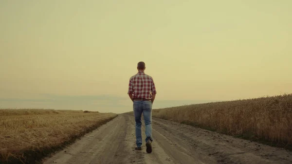 Farmer man walking road alone at sunset field. Small business owner rancher agronomist examining wheat farm outdoor. Calm relax male agronom pass golden countryside landscape. Meditate nature concept