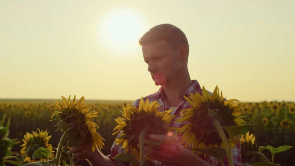 Agronomist Check Sunflower Harvest Golden Sunlight Focused Man Touch Plants — 图库照片