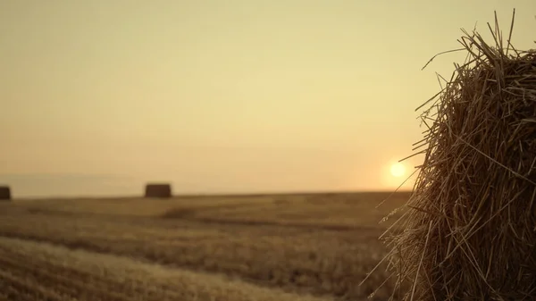 Hombre Cultivador Caminar Campo Pajar Estación Cosecha Puesta Del Sol —  Fotos de Stock