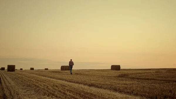 Agro Ember Sétálni Szénakazalban Arany Naplemente Vidéken Ismeretlen Mezőgazdasági Vállalkozó — Stock Fotó