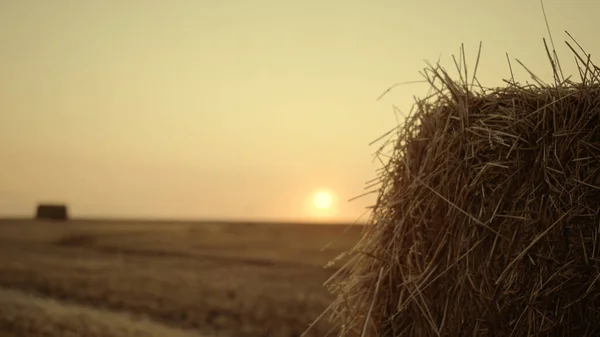 农民在金色落日下收割谷物后 走干草堆放场 人类农艺学家用麦片检查干地的轮廓 采摘季节乡村风景 农作物概念 — 图库照片