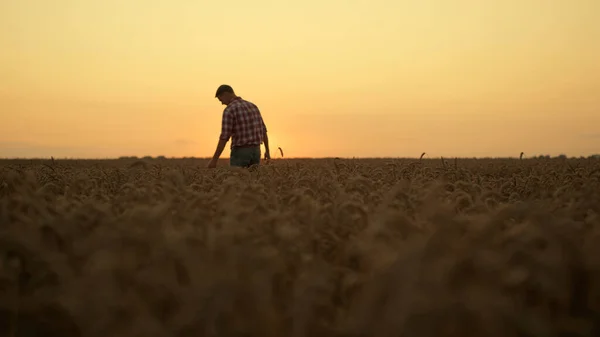 黄金の夕日のスパイクレットフィールドで働く男のシルエット 農村の風景を収穫する前に栽培有機シリアル作物を検査成功した男性農家の散歩 農業起業家の考え方 — ストック写真