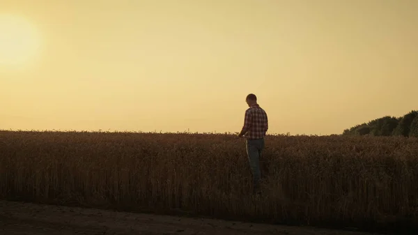 Farmer Silhouette Examine Crop Autumn Golden Sunset Unknown Agro Businessman — 图库照片