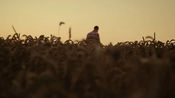 Člověk Agronomové Kontrolují Pšeničné Plodiny Zemědělské Půdy Malý Majitel Kráčející — Stock fotografie