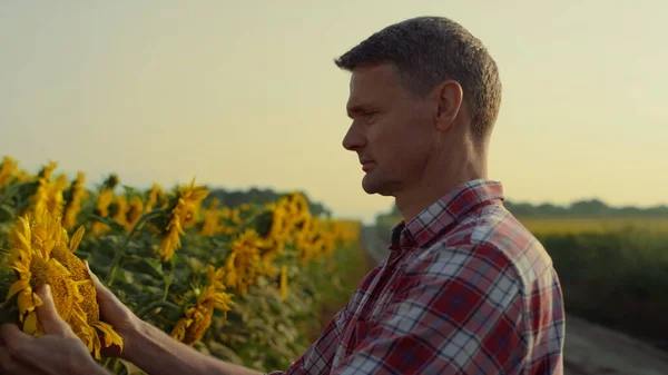 Farmer Inspect Blooming Sunflower Countryside Closeup Man Check Monoculture Harvest — Foto de Stock