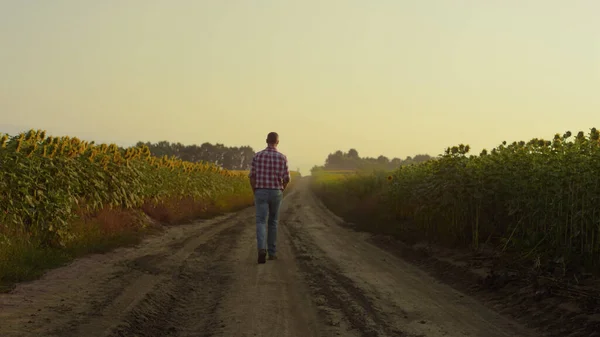 Farmer Walking Field Road Rear View Agronomist Inspecting Sunflower Plantation —  Fotos de Stock