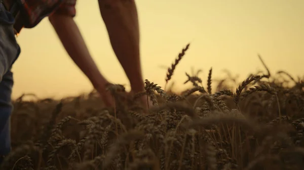 日没時にコムギシリアルフィールドを閉じます 日の出の朝の田舎で穀物をチェックする強い手の男 田舎の土地を成長させるエコスパイクレット 小規模事業主は大麦の収穫コンセプトを検査 — ストック写真