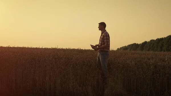 Агрономіст Спостерігає Пшеничним Полем Сезон Збору Врожаю Людина Тримає Цифровий — стокове фото