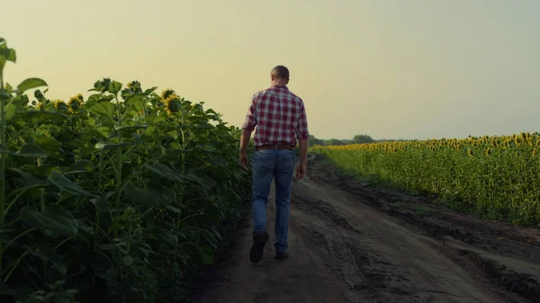 Man Walking Sunflower Road Summer Evening Farmer Inspecting Flower Harvest — 스톡 사진