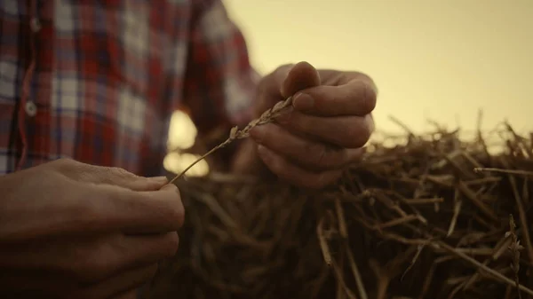 农民的手拿着小麦穗在金色落日的农田里 不为人知的农艺学家在秋收季节结束后 对干草堆农田的谷物质量进行了检查 农业综合企业概念 — 图库照片