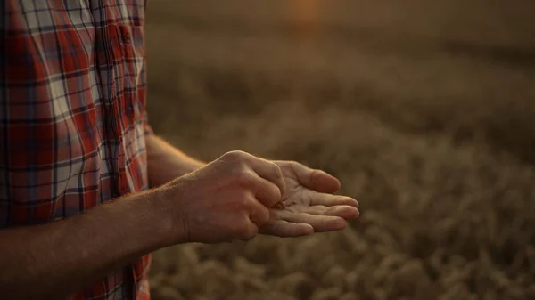 農夫は黄金の夕日に小麦の穀物を注ぐ 田舎の近くで栽培されたシリアルを保持している無名の農学者の手 成功した実業家は栽培種を調べる 農業収穫の概念 — ストック写真