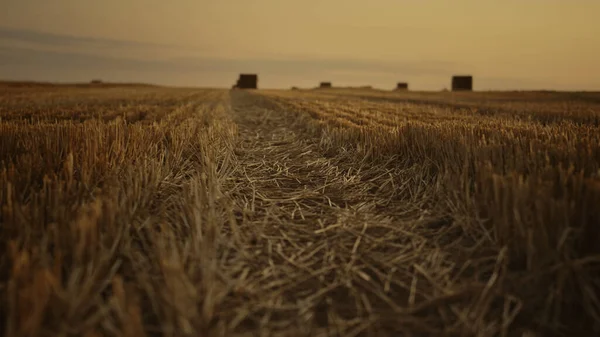 金秋夕阳西下的麦田景观 一排排的大茬收获了麦田后的谷类作物 晚切麦芽干干草包 农村概念 — 图库照片