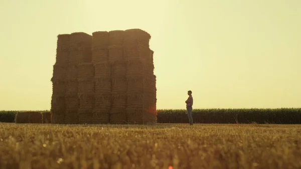 Man Resting Stack Field Harvesting Farmer Silhouette Looking Hay Piles — Stock fotografie