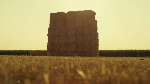 Straw Bales Pile Field Harvest Season Large Square Haystack Farmland — 图库照片