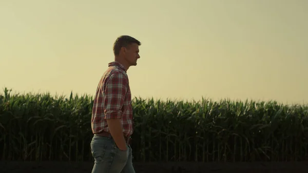 Farmer Walking Corn Farmland Morning Sunlight Thoughtful Man Inspecting Green — Zdjęcie stockowe
