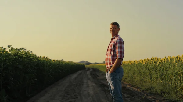 Agronomist Looking Sunflower Field Evening Sunlight Focused Farmer Inspect Yellow — Foto de Stock