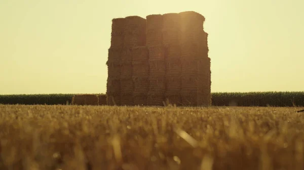 Farmer Walking Dry Straw Wheat Field Haystacks Checking Harvesting Results — Stockfoto
