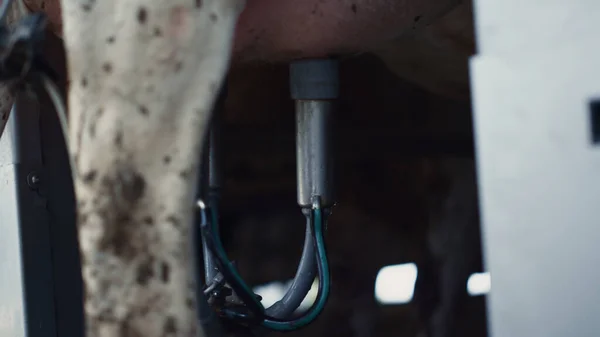 Modern Milk Pumping System Working Cow Udder Producing Fresh Liquid — Foto de Stock