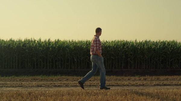 Agronomist going country road along organic corn field. Farm worker inspecting cultivated plantation in morning. Thoughtful agribusiness manager observe harvest farmland. Agricultural industry concept