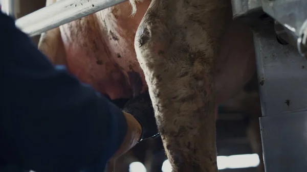 Farmer Getting Cow Milk Using Hands Industrial Farm Closeup Milking — Foto de Stock