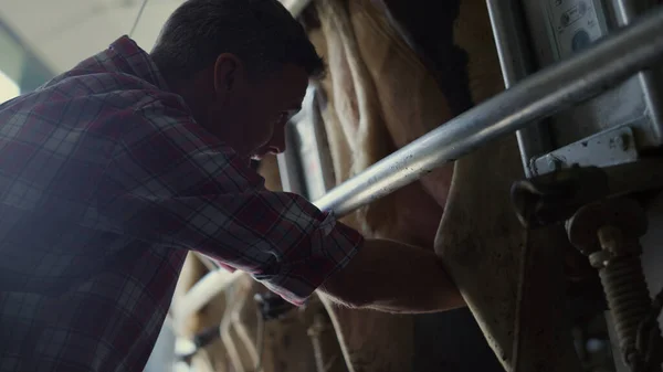 Cowshed Worker Milking Cattle Technological Husbandry Facility Close Modern Farm — Foto Stock