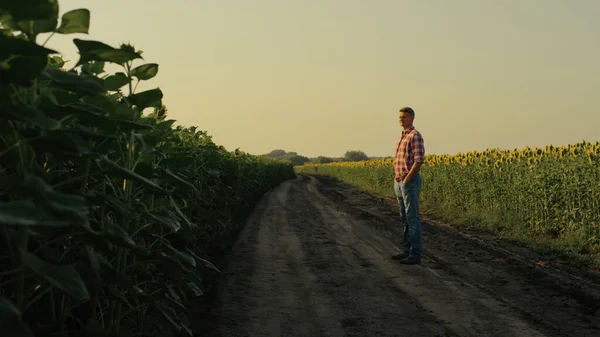 Agronomist Inspecting Sunflower Harvest Sunlight Farm Worker Resting Road Watching — Zdjęcie stockowe
