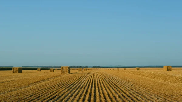 Wheat Haystack Field View Sunny Summer Day Organic Agricultural Business — 图库照片